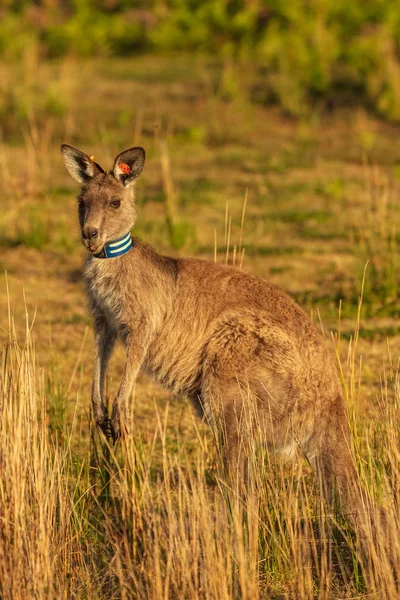 イースタン グレー カンガルー運動とウィルソン岬国立公園 ビクトリア オーストラリアで繁殖に関する科学的研究の一部としてタグ付き — ストック写真