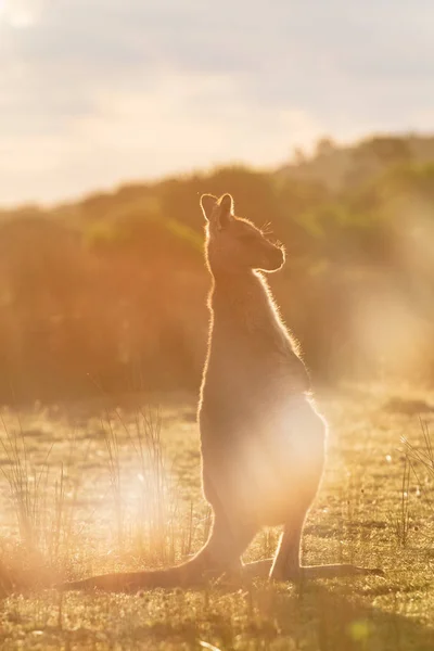 Ein Östliches Graues Känguru Das Bei Sonnenuntergang Mit Absichtlichem Einsatz — Stockfoto