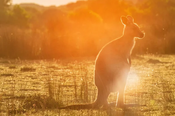 Een Oostelijke Grijze Reuzenkangoeroe Ondervonden Bij Zonsondergang Met Een Opzettelijk — Stockfoto