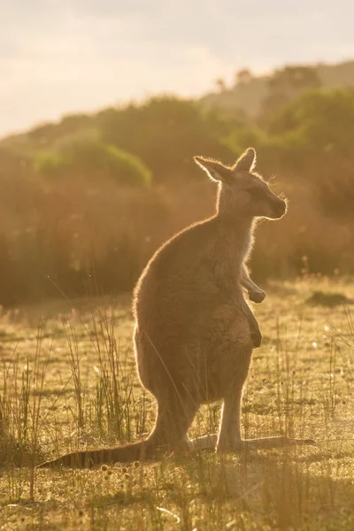 ウィルソン岬国立公園 ビクトリア オーストラリアの夕日で遭遇した東の灰色のカンガルー — ストック写真