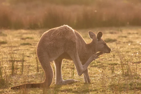 Grå Jättekänguru Påträffades Vid Solnedgången Wilsons Promontory National Park Victoria — Stockfoto