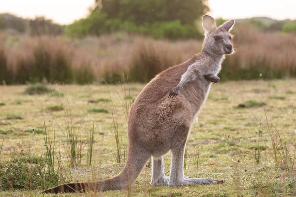 Eastern Grey Kangaroo Encountered Sunset Wilsons Promontory National Park Victoria — Stock Photo, Image