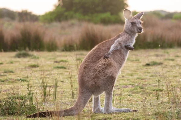 Grå Jättekänguru Påträffades Vid Solnedgången Wilsons Promontory National Park Victoria — Stockfoto