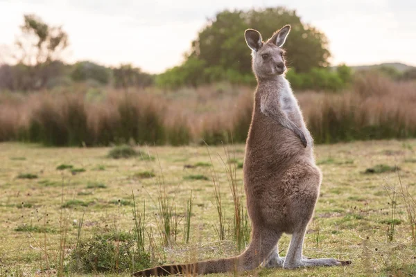 Een Oostelijke Grijze Reuzenkangoeroe Ondervonden Bij Zonsondergang Wilsons Promontory National — Stockfoto