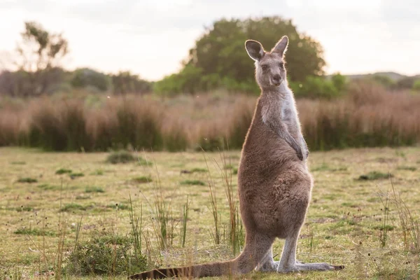 Grå Jättekänguru Påträffades Vid Solnedgången Wilsons Promontory National Park Victoria — Stockfoto