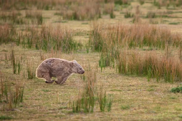 Wombat Correndo Pelos Prados Wilsons Promontory National Park Victoria Austrália Imagem De Stock