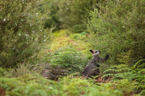 Een Moeras Wallabie Feeds Lokale Vegetatie Wilsons Promontory National Park Rechtenvrije Stockfoto's