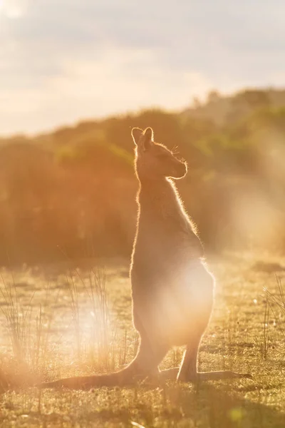 Canguru Cinzento Oriental Encontrado Pôr Sol Com Uso Intencional Chama Imagens Royalty-Free