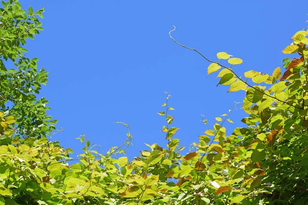 Güzel botanik güneşli arka plan