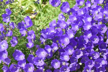 Güzel botanik güneşli arka plan