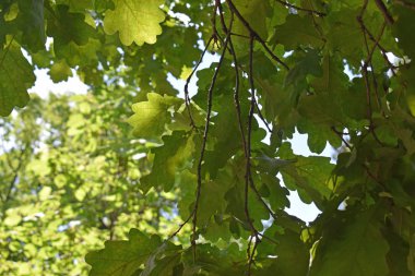 Güzel botanik güneşli arka plan