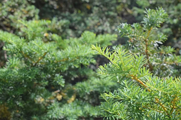 Güzel botanik güneşli arka plan