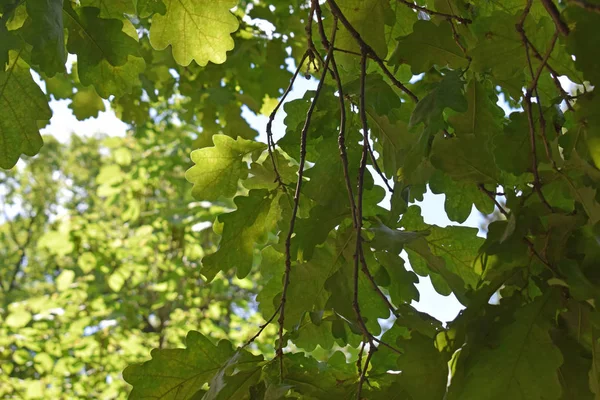 Güzel botanik güneşli arka plan