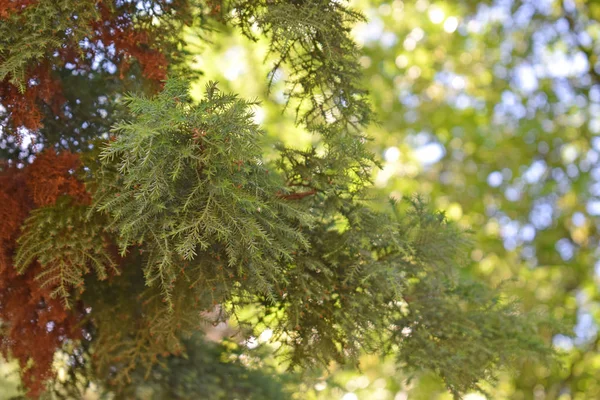 Güzel botanik güneşli arka plan