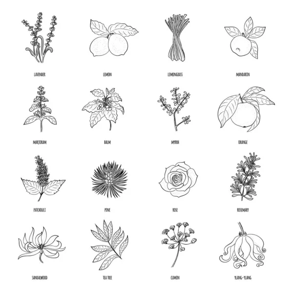 Insieme disegnato a mano vettoriale di erbe cosmetiche e piante isolate su w — Vettoriale Stock