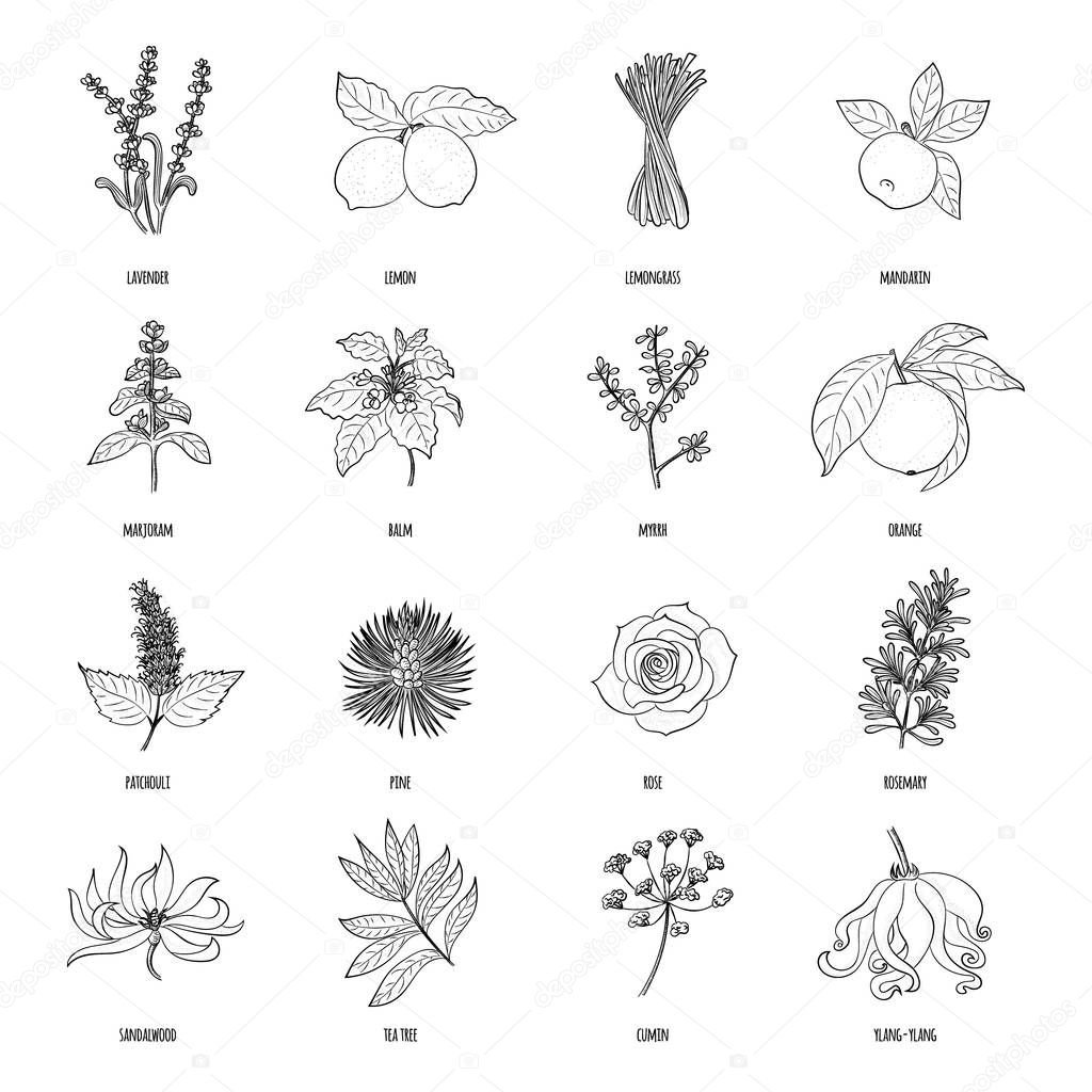 Vector hand drawn set of cosmetic herbs and plants isolated on w