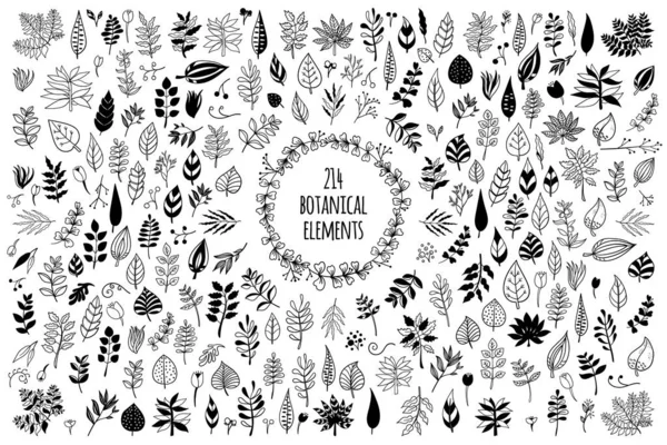 Logo des için zarif elementlerden oluşan vektör botanik el çizimi