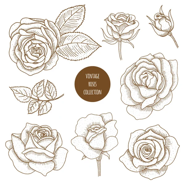 Ensemble de roses vintage vectorielles dessinées à la main. Croquis floral en rétro s — Image vectorielle