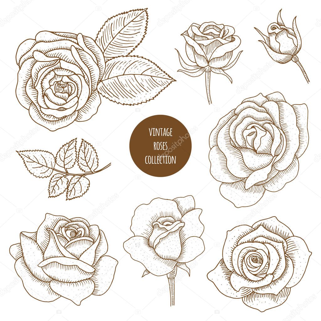 Set of vector vintage hand drawn roses. Floral sketch in retro s