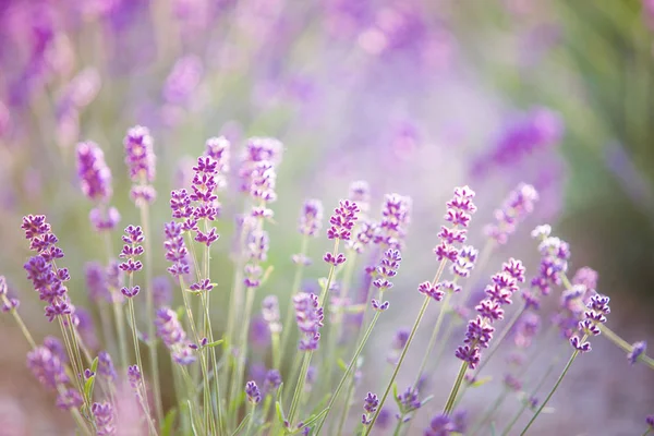 Sonnenuntergang schimmert über violetten Lavendelblüten. — Stockfoto