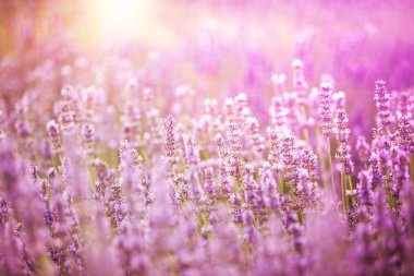 Lavanta çalıları yakın plan.