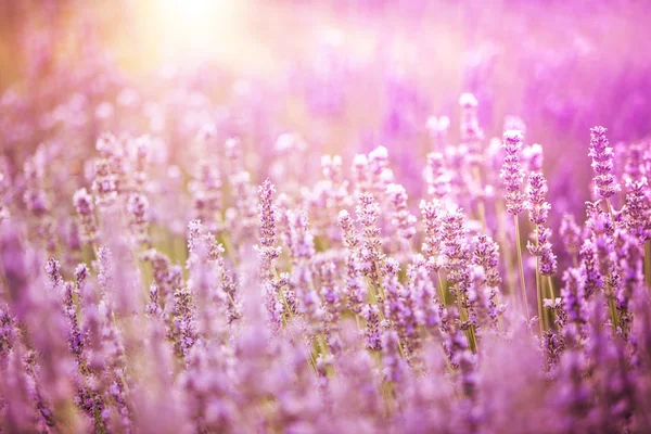 Arbustos de lavanda primer plano. — Foto de Stock