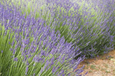 Lavanta çalıları yakın plan.