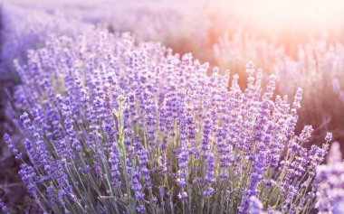 Lavanta çalıları yakın plan.