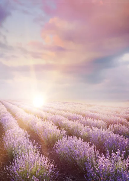 Il campo di lavanda . — Foto Stock