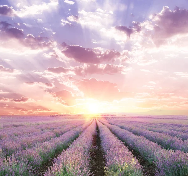 O campo de lavanda . — Fotografia de Stock