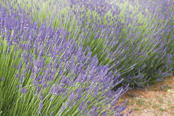 Lavanta çalıları yakın plan.