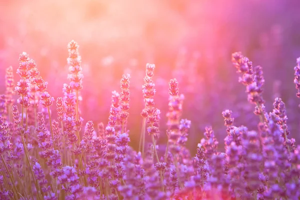 El campo de lavanda . — Foto de Stock