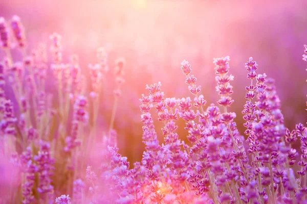 El campo de lavanda . — Foto de Stock