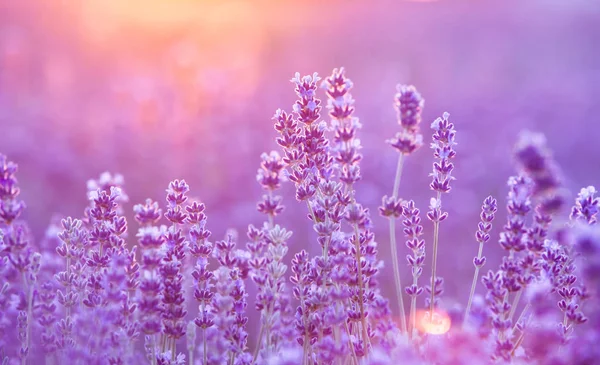Das Lavendelfeld. — Stockfoto