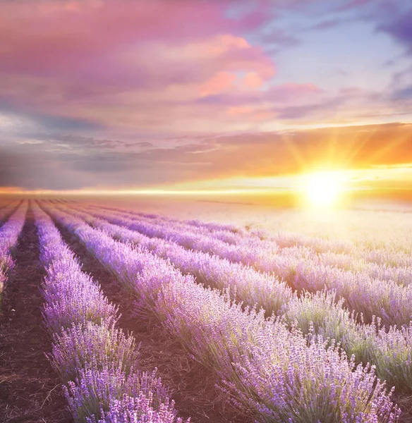 Puesta de sol sobre un campo de lavanda violeta . —  Fotos de Stock