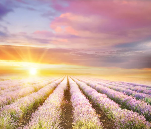 Puesta de sol sobre un campo de lavanda violeta . —  Fotos de Stock