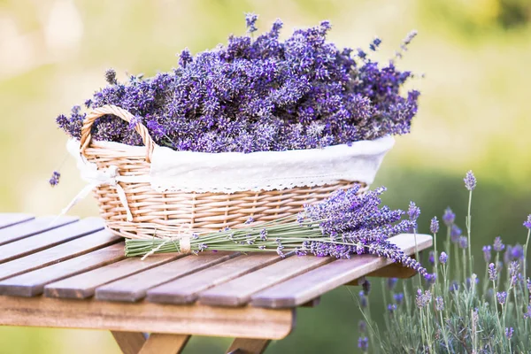 Harvesting of lavender. — Stock Photo, Image