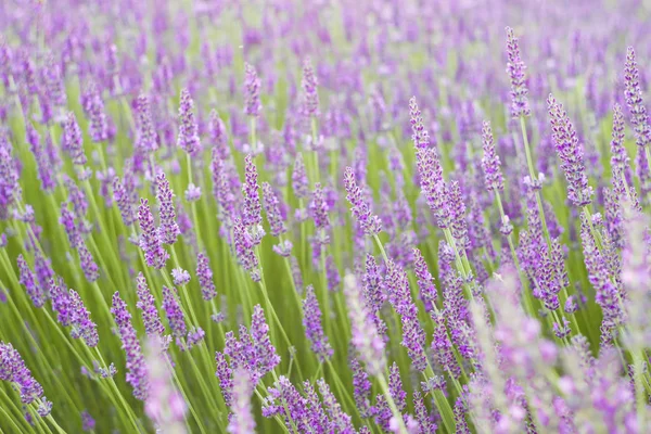 Pôr do sol sobre flores roxas de lavanda . — Fotografia de Stock