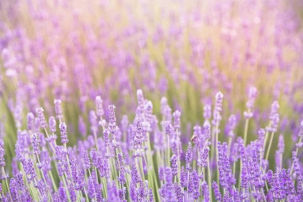 Sonnenuntergang schimmert über violetten Lavendelblüten. — Stockfoto