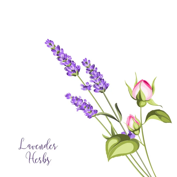 Etiqueta con lavanda . — Vector de stock