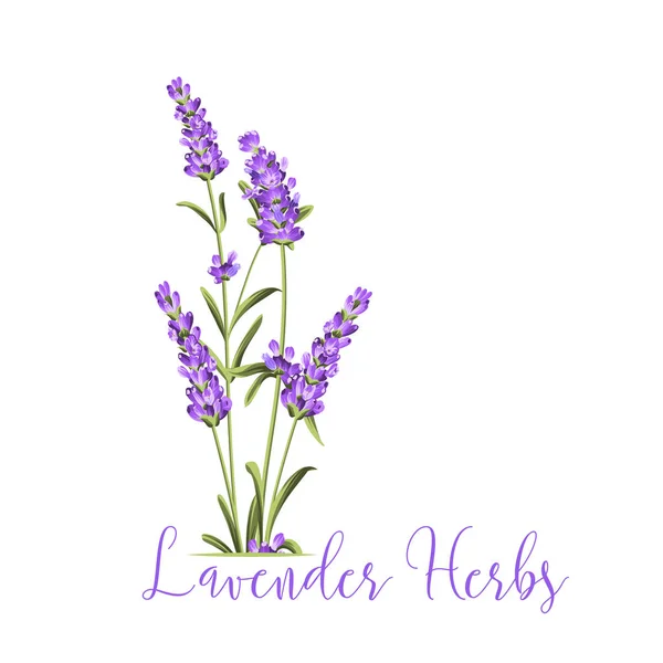 Manojo de lavanda . — Vector de stock