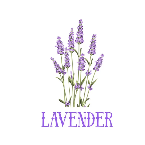 Bunch of lavender. — Stock Vector