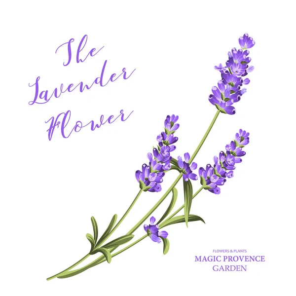 Bunch Lavender Flowers White Background Vector Illustration — Stock Vector