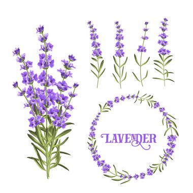 Bir demet lavanta çiçeği..