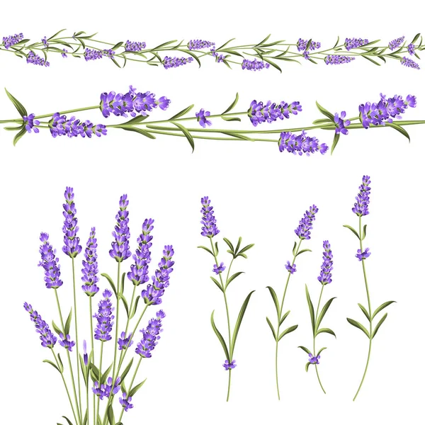 Set Lavender Flowers Elements Botanical Illustration Collection Lavender Flowers White — Stock Vector