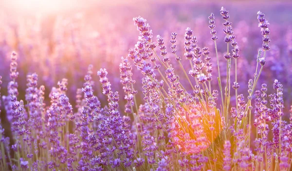 Fältet lavendel. — Stockfoto