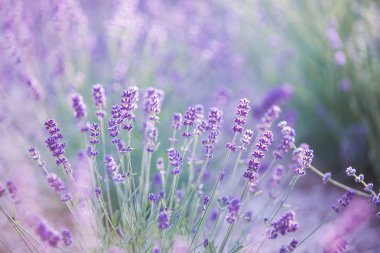 günbatımı gökyüzü arkaplanı.