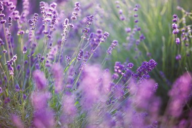 günbatımı gökyüzü arkaplanı.