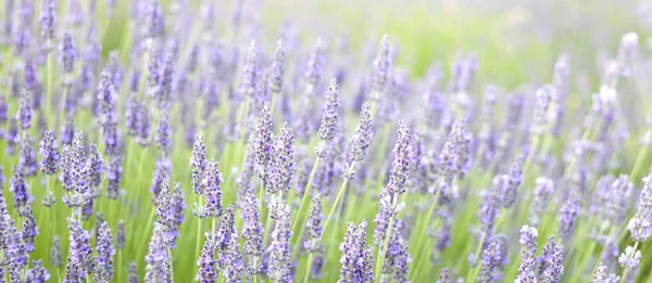 Lavendel fält Flygfoto. — Stockfoto