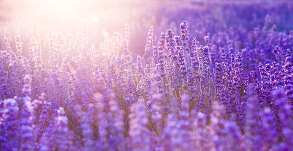 Campo de lavanda vista aérea . — Foto de Stock